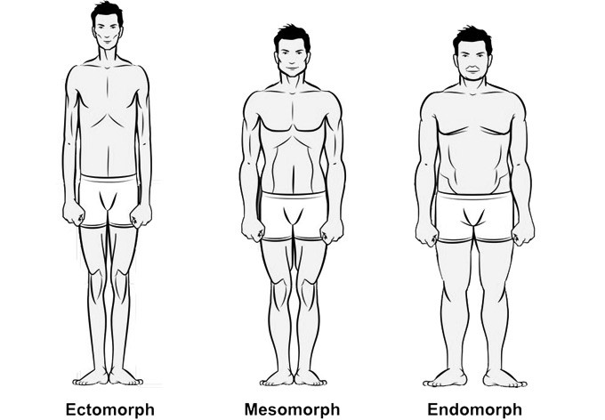 endomorph six pack